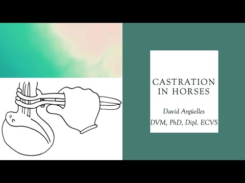 Video: Castrare Un Cavallo – Momenti Di Insegnamento Veterinario