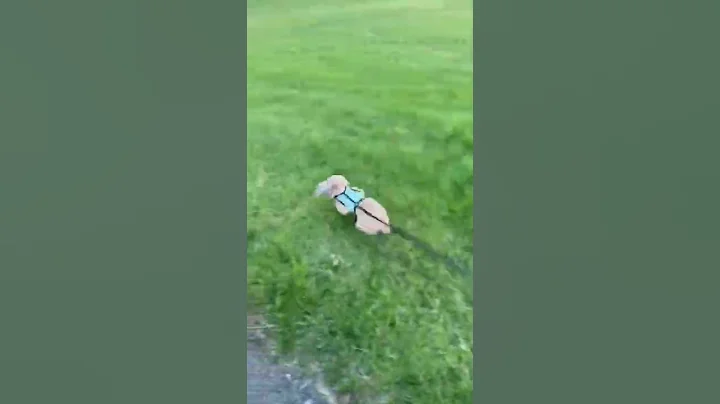 Out for a hop