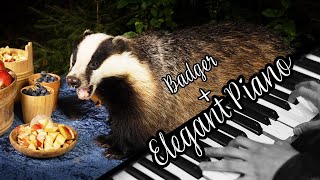 Badger Mukbang  An all you can eat buffet for badgers (Music Version)