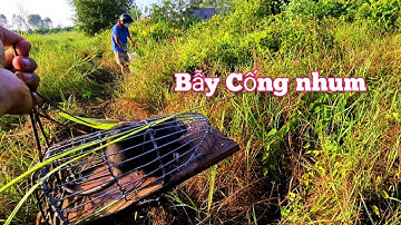 Bẫy chuột đồng Miền tây lớn nhỏ dính hết |Linh đức huệ vlog