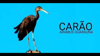 Canto Do Carão, Saracurão, Aramus Guarauna, Limpkin 1