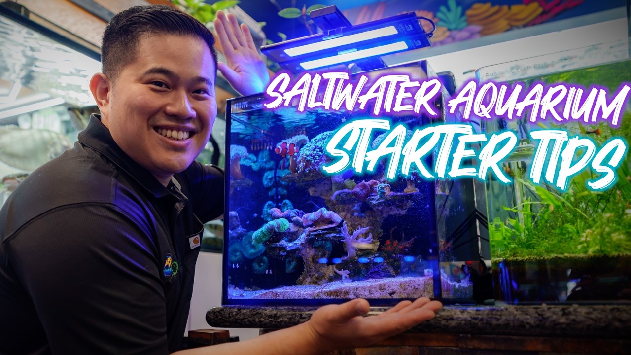 How to start a saltwater aquarium and stocking ideas for your fish tank with clownfish and more!