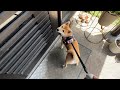 柴犬に「家まで案内して」と伝えたらまさかの場所につきました