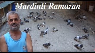 Taklacı Güvercinleri Ramazan Kurşun