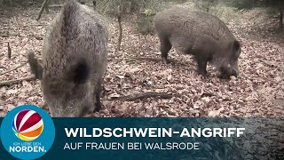 Wildschweine Greifen Spaziergänger In Walsrode An