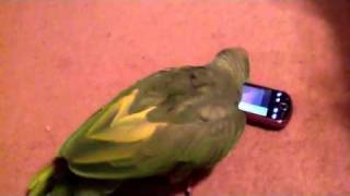 Parrot playing with cell phone