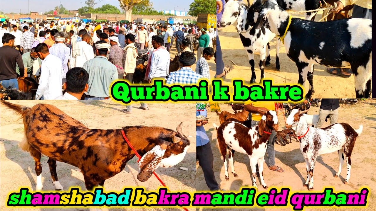 Qurbani bakre | shamshabad bakra mandi April 15 2025 | goat life zkd | goat farming | agra