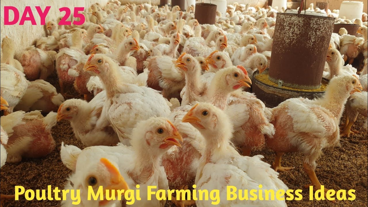 Poultry Farming Business Ideas l How To Start Poultry Farming Business ...