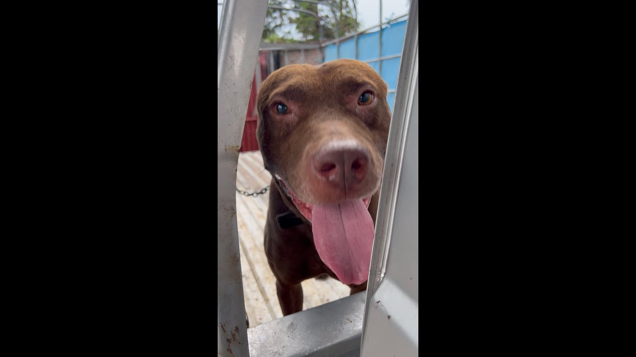 Abandoned Dog Rescue Heartbreaking Story of a Pit Bull in Need of Love ...