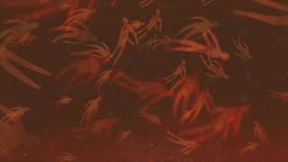 Download Lagu Bright Eyes - Persona Non Grata [Cover] MP3