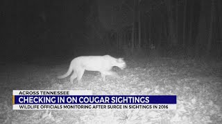 Checking in on cougar sightings