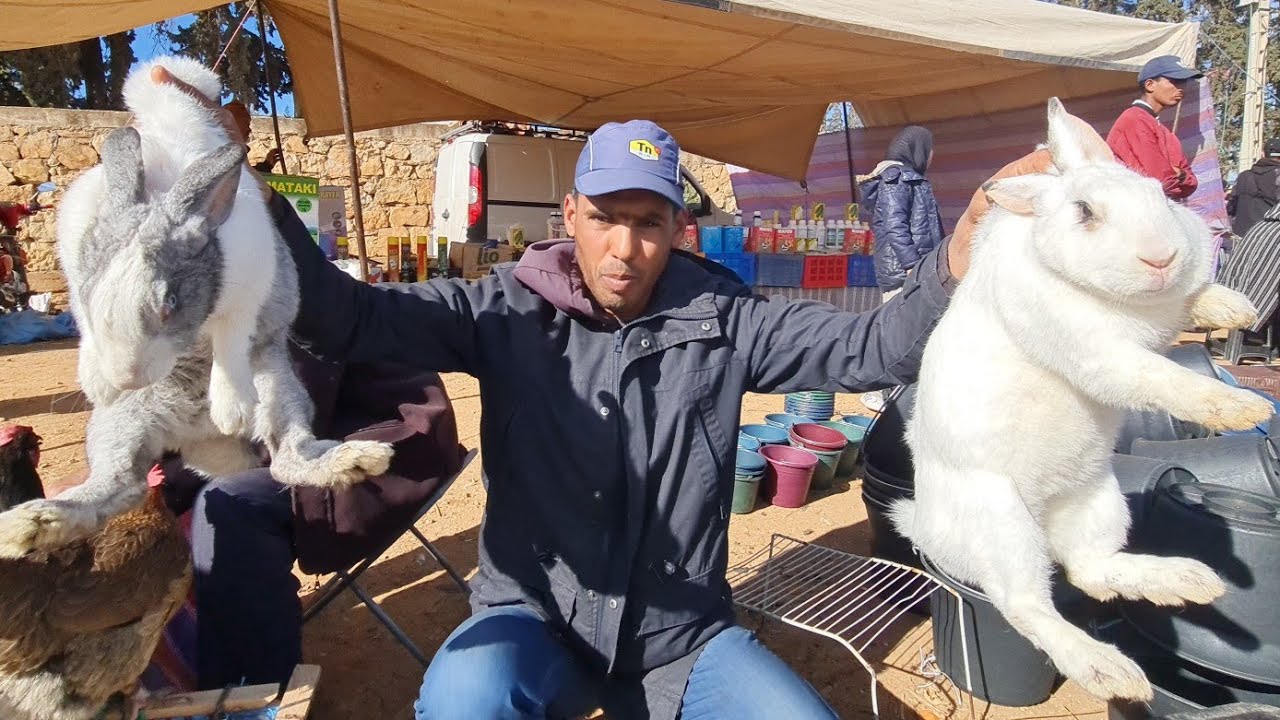 سوق أحد سبع عيون فيه أضخم أرانب🐇فمغرب😱ودجاج بلدي وطوس 2024/02/04