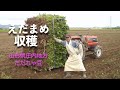 だだちゃ豆【早朝収穫の様子】