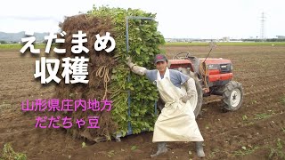 だだちゃ豆【早朝収穫の様子】