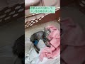 動けない子猫がいる。炎天下に何時間いたのかな😿　苦しかったね。熱中症かと思ったけど、違いました。断定は出来ないけど、農薬などの中毒の可能性が高いようです。名前は小麦ちゃん。元気玉送ってください‼️