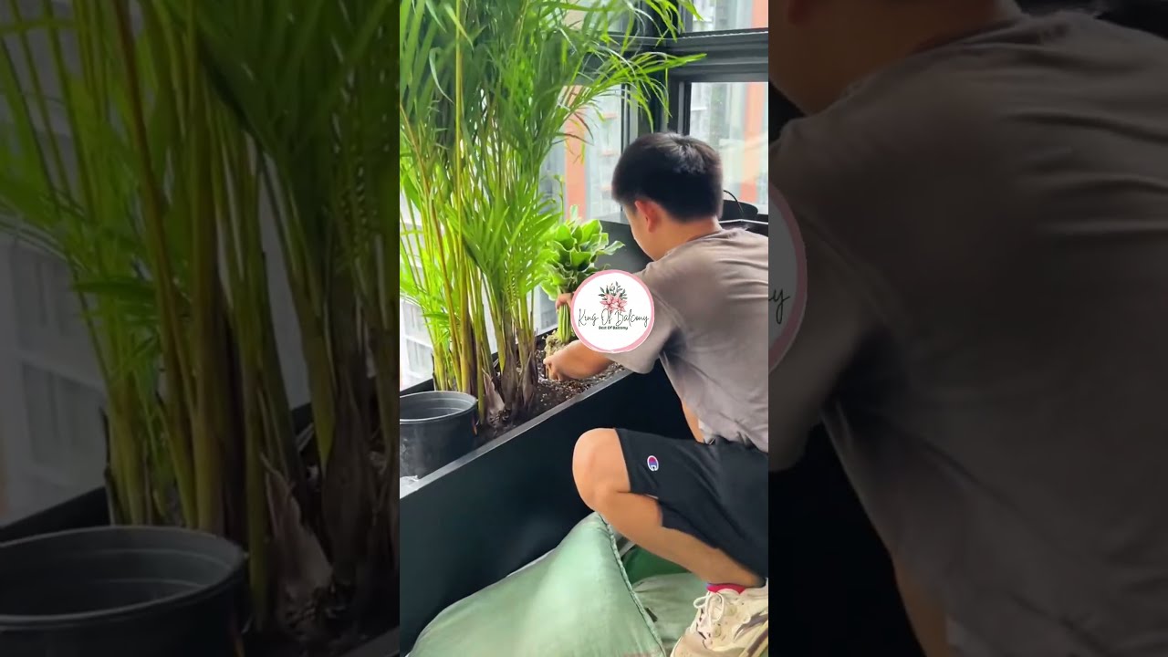 I Tried To Create A Tiny Balcony Garden Here S What Actually Happened