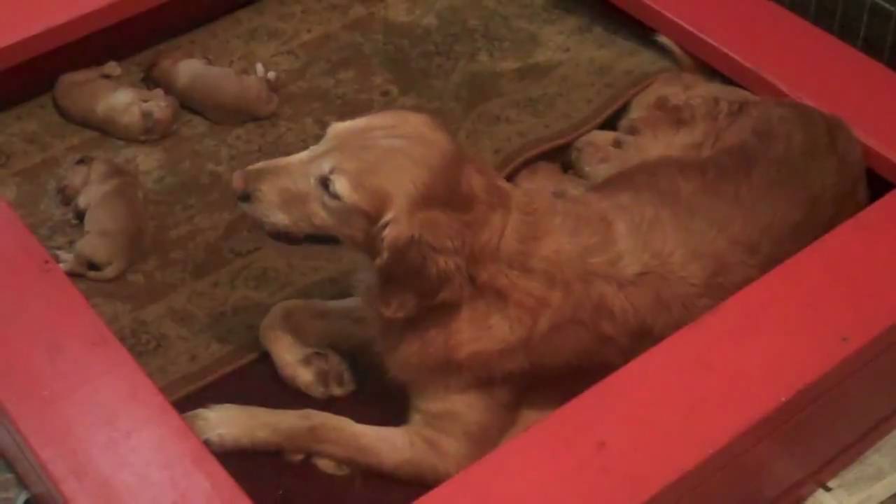 Mothers Milk Provides Natural Antibodies for the Puppy YouTube