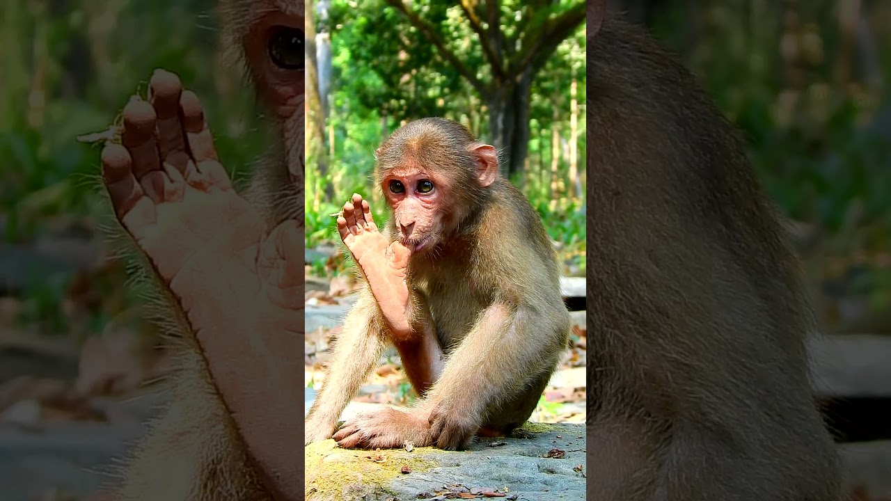 Best video monkey action joking very adorable and smart. 