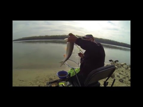 Pescuit La Feeder Dupa Scobarii Mari De Dunare Youtube