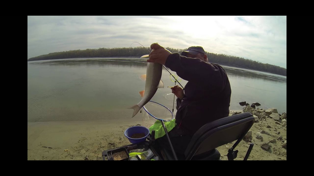 Pescuit la Feeder dupa Scobarii mari de Dunare !