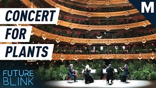 A string quartet at barcelona's el liceu opera house performed for
2292 plants. mashable is your source the latest in tech, culture, and
entertainment. s...