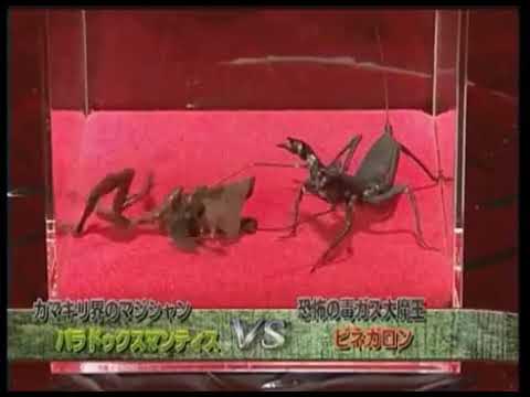 Monster Bug Wars Season 2 Animation Collection 3 Youtube