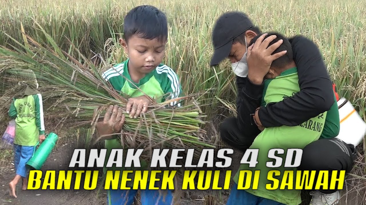 LUKY SEJAK 1 TH DITINGGAL PISAH IBU&BAPAKNYA-KINI HIDUP DGN NENEK-RAJIN BANTU KULI NYABIT&PIKUL PADI