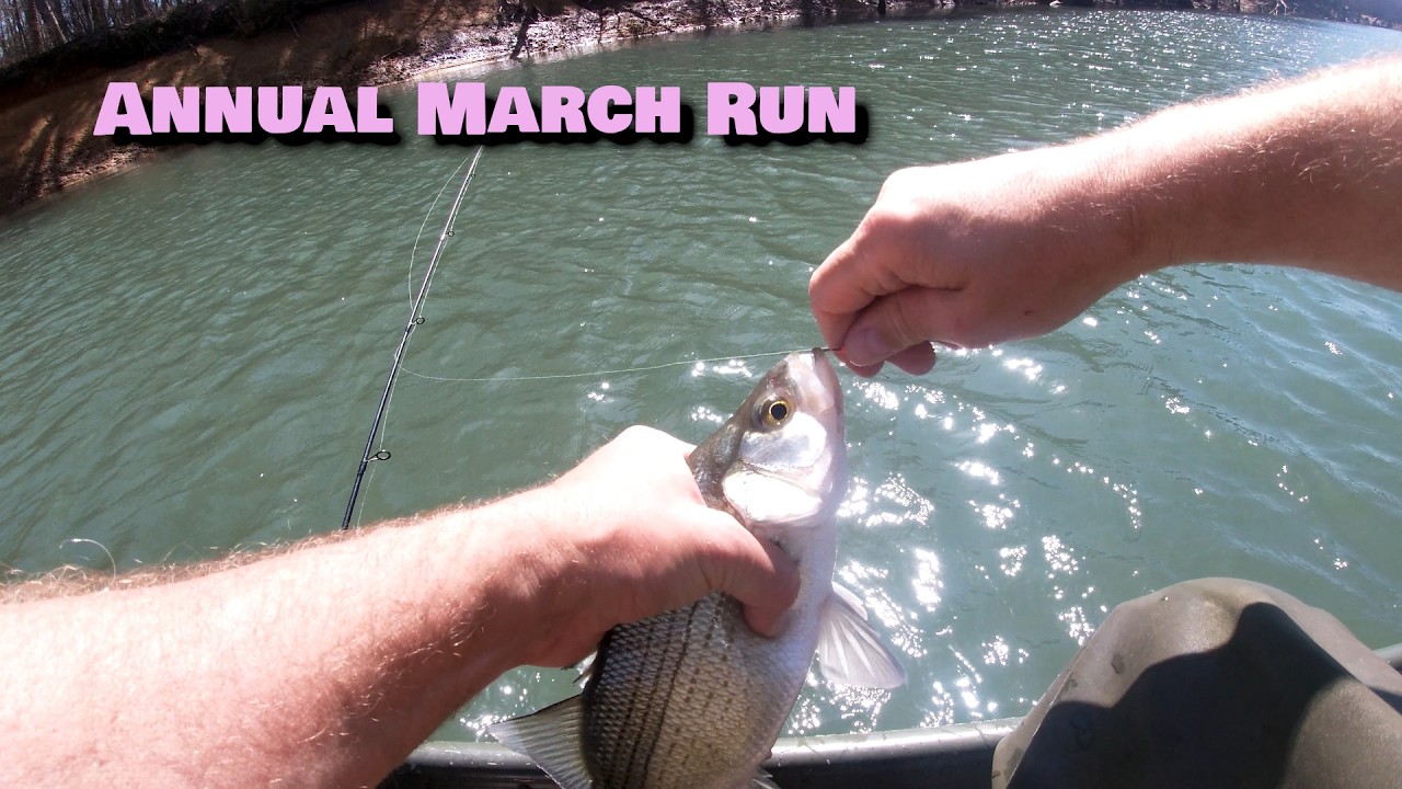 Annual March White Bass Fishing Run