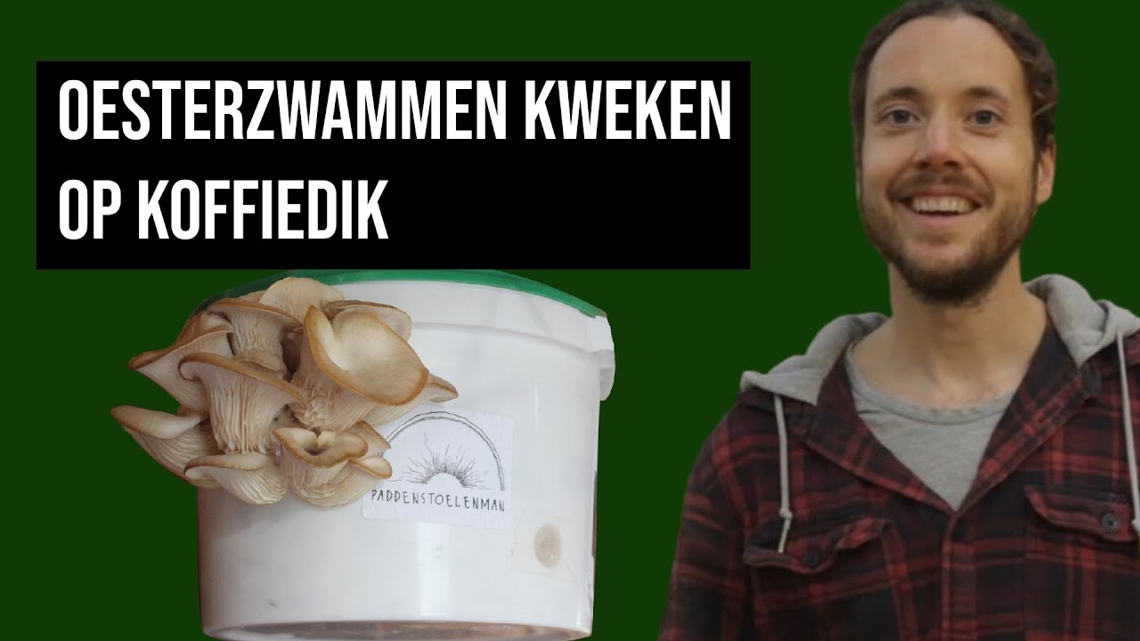 Oesterzwammen kweken op koffiedik