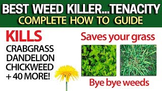 Kill Weeds Crabgrass + 40 more & NOT your Grass with Tenacity  DIY