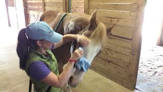 Horse Eye Care: Start Button Training & Clicker Training