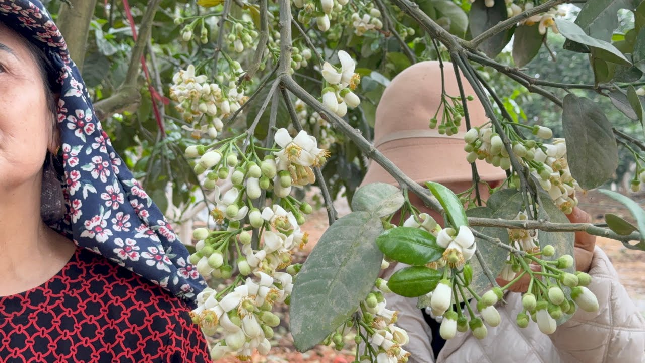 Những kinh nghiệm chăm sóc bưởi diễn bưởi thố cho quả to đều mã đẹp ít bệnh thu￼ sớm bán giá cao