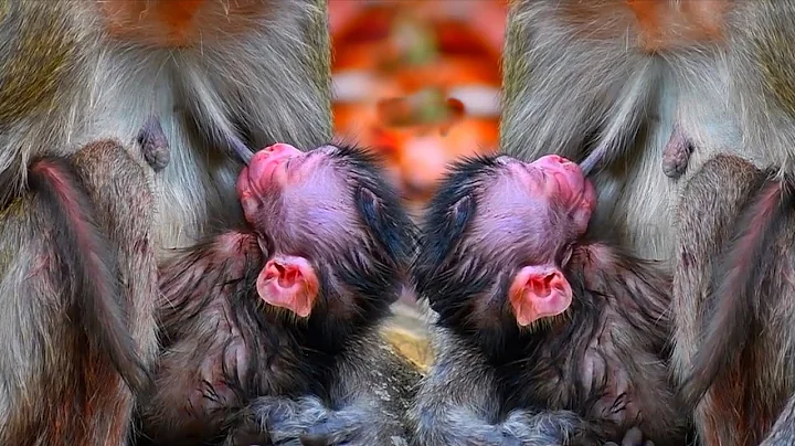 Adorable Young Mommy Monkey Wildlife Trying To Hug Newborn Carefully