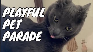Pets Gone WILD!  Playful Pet Parade 🐶🐱 || PETASTIC 🐾 by PETASTIC 657 views 3 months ago 9 minutes, 22 seconds