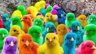 World Cute Chickens, Colorful Chickens, Rainbows Chickens, Cute Ducks, Cat, Rabbits,Cute Animals