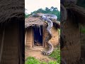 Real ghost snake 🐍 #snake #animals #cobra #nature #anaconda#youtubeshorts#hounted#paranormal#creepy