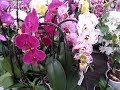 5 greseli de intretinere la orhideea PHALAENOPSIS