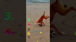 Top 7 Funniest Dog Race Disasters 🤣