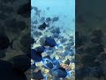 Blue Fish