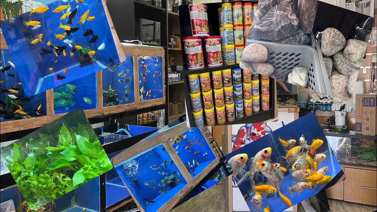 أسماك،سلعة و نباتات جديدة عندي في المحل و التوصيل بجميع المدن المغربية