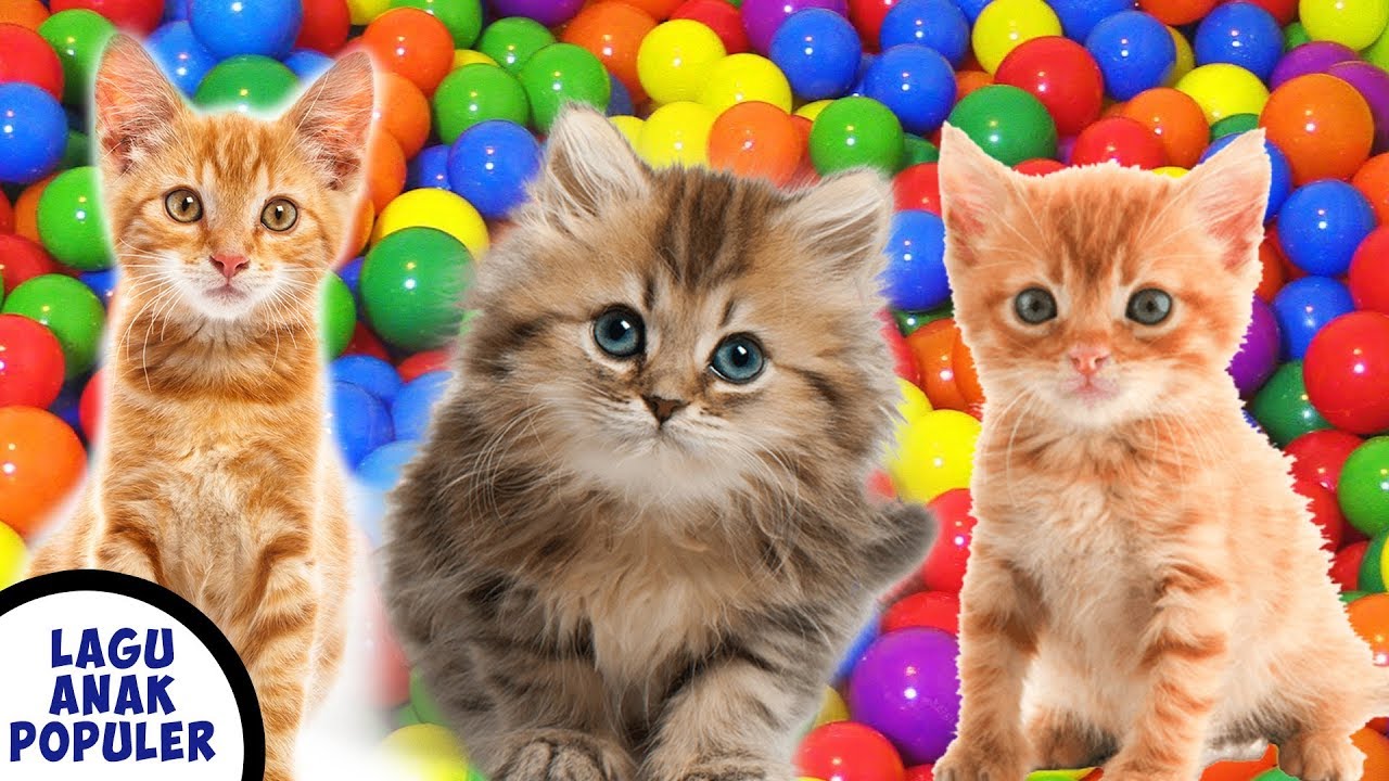 Lagu Anak Anak Si Meong Kucing Lucu Mandi Bola Populer Youtube
