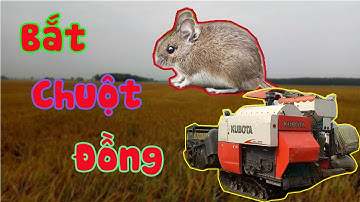 CẢNH GẶT LÚA VÀ BẮT CHUỘT ĐỒNG Ở QUÊ