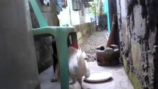 Dog and Cock fight