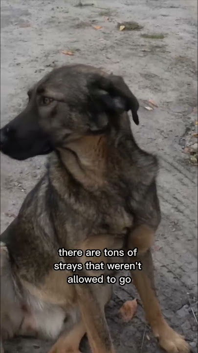 Visiting the most radioactive town (Chernobyl, Ukraine) ☢️