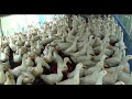 Pekin Duck Farm - How To Be Successful By Commercially Pekin Duck Farm