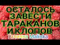 Колесниковы /Осталось завести тараканов и клопов /Обзор Влогов /