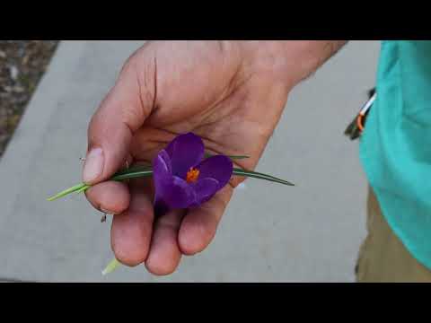 Vídeo: Crocus spp