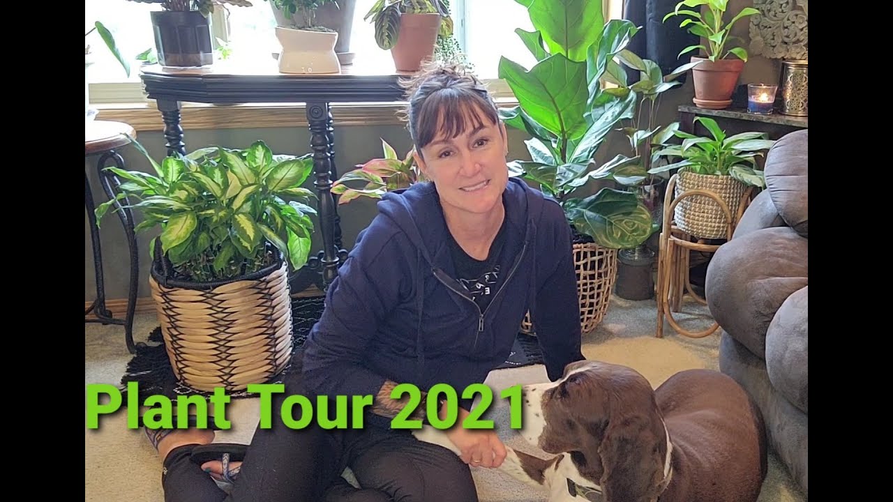 Plant Tour Fall 2021//Living Room🌿