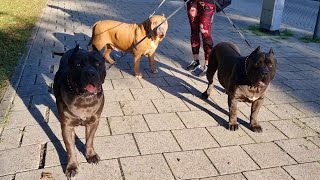 walking with the ghost squad by Giant Bully Pitbulls Rasit Kaplan 18,078 views 1 year ago 2 minutes, 18 seconds
