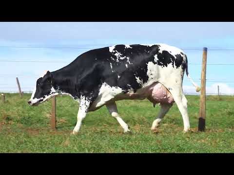 LOTE 20 9532CG